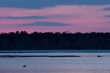 Whooper Swan or Cygnus cygnus swimming on Lake in Winter during magical colorful...