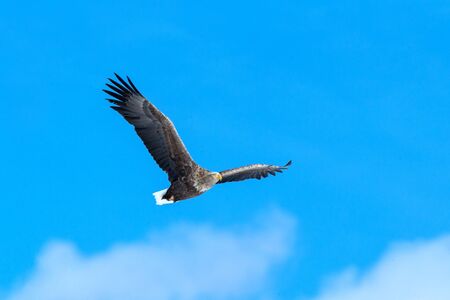 White-tailed eagle in flight, eagle flying against blue sky with clouds in Hokkaido, Japan,...