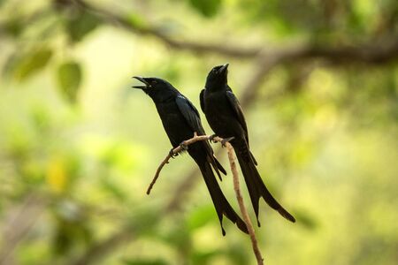 Couple of black drongos (Dicrurus macrocercus) sitting on branch and screaming or singing, native to the Indian Subcontinent, wildlife bird photography, clear background, Ranthambore, Indiaの写真素材
