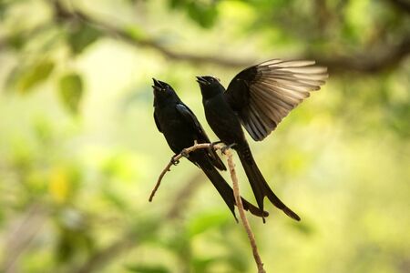 Couple of black drongos (Dicrurus macrocercus) sitting on branch and screaming or singing, native to the Indian Subcontinent, wildlife bird photography, clear background, Ranthambore, Indiaの写真素材