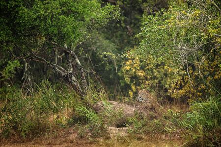 Leopard in the rainforest, The Sri Lankan leopard (Panthera pardus kotiya) resting in bush, wildlife photography, Yala national park, Sri Lanka, beautiful big cat, exotic adveture in Asiaの写真素材