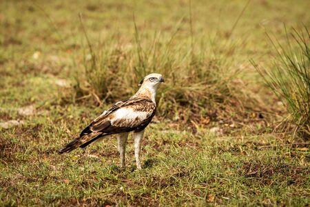 Changeable hawk-eagle or crested hawk-eagle (Nisaetus cirrhatus), bird of prey of the Indian...
