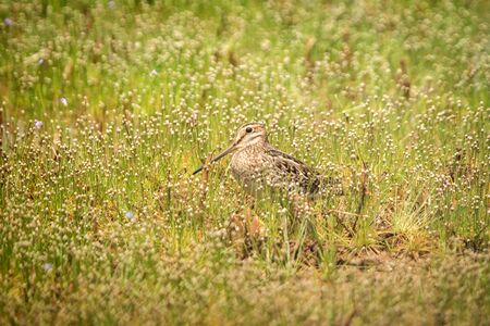 Pin-tailed snipe or pintail snipe, Gallinago stenura, Sri Lanka, Asia. Bird resting on lake shore in grass, exotic bird photography in Asiaの写真素材