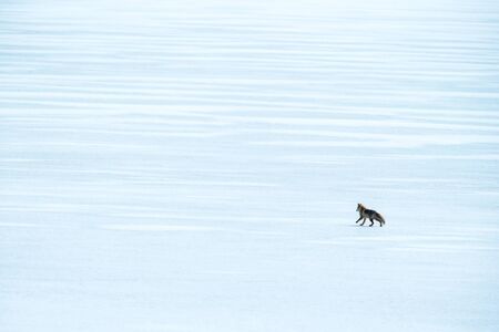 Red Fox (Vulpes vulpes) running on white field during winter on Hokkaido, Japan, clear...