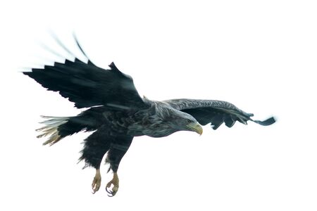 White-tailed eagle in flight, eagle flying against white background,Hokkaido, Japan, silhouette of eagle, majestic sea eagle, wildlife scene, wallpaper, bird isolated silhouette, long exposure photoの写真素材