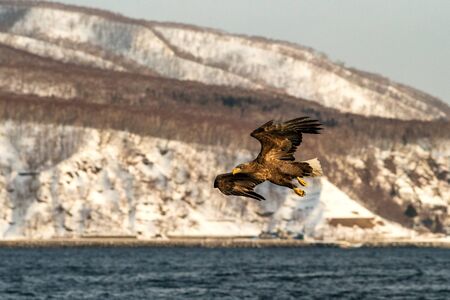 White-tailed eagle in flight hunting fish from sea,Hokkaido, Japan, Haliaeetus albicilla, majestic...