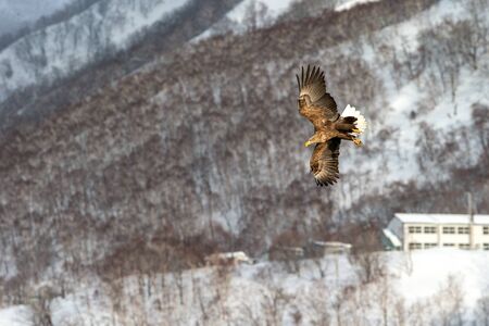 White-tailed eagle flying in front of winter mountains scenery in Hokkaido, Bird silhouette....
