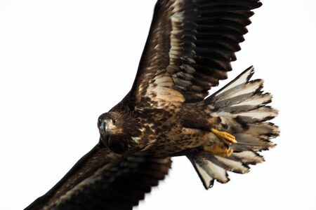 White-tailed eagle in flight, eagle flying against white background,Hokkaido, Japan, silhouette of...
