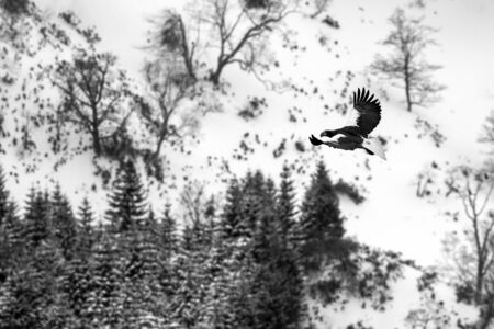 Steller's sea eagle flying in front of winter mountains scenery in Hokkaido, Bird silhouette....