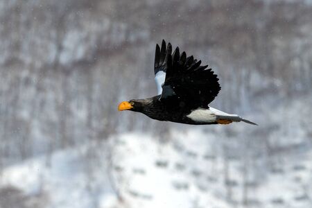 Steller's sea eagle flying in front of winter mountains scenery in Hokkaido, Bird silhouette....