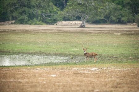 Sri Lankan axis deer (Axis axis ceylonensis) or Ceylon spotted deer in natural habitat near lake in Yala National Park, Sri Lanka, Exotic adventure in Asiaの写真素材
