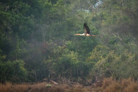 painted stork (Mycteria leucocephala), in flight with rainforest in background, big bird in natural habitat, Yala National Park, Sri Lanka, Exotic birdwaitching in Asiaの写真素材