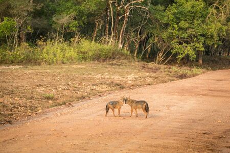 Couple of golden Jackal, Canis aureus on the road in Yala National Park, Sri Lanka, Asia. Beautiful wildlife scene from nature habitat from Sri Lanka, carnivorous mammal, hunting, exotic adventureの写真素材