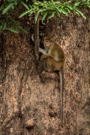 Toque macaque (Macaca sinica) monkeys are a group of Old World monkeys native to the Indian...