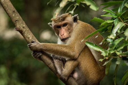 Toque macaque (Macaca sinica) monkeys are a group of Old World monkeys native to the Indian...