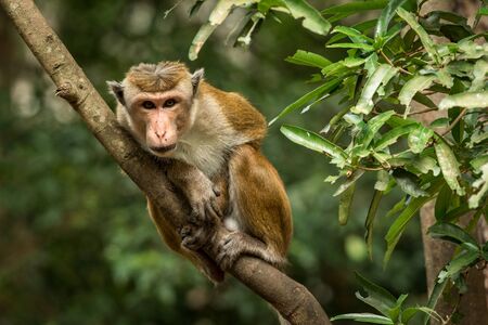Toque macaque (Macaca sinica) monkeys are a group of Old World monkeys native to the Indian...