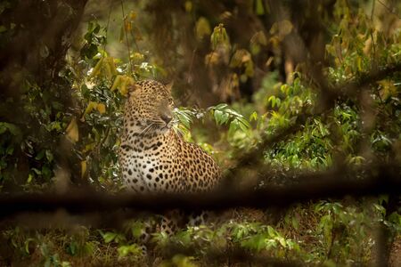 Leopard in the rainforest, The Sri Lankan leopard (Panthera pardus kotiya) resting in bush, wildlife...