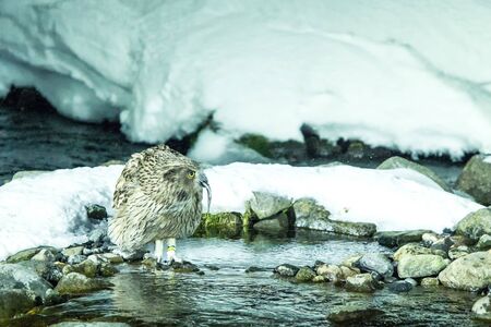 Blakiston's fish owl, bird hunting in fish in cold water creek,  unique natural beauty of Hokkaido, Japan, birding adventure in Asia, big fishing bird in winter scene, wildlife, endangered speciesの写真素材