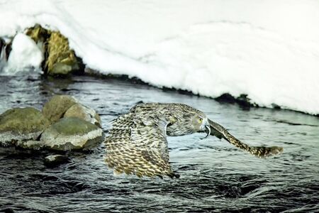 Blakiston's fish owl, bird hunting in fish in cold water creek,  unique natural beauty of Hokkaido,...