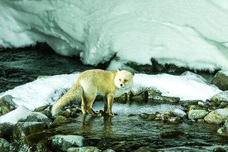 Red fox, vulpes vulpes,  hunting fish in cold water creek,  unique natural beauty of Hokkaido,...