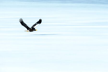 Steller's sea eagle in flight over frozen lake, Hokkaido, Japan, majestic sea raptors with big claws and beaks, wildlife scene from nature,birding adventure in Asia,winter scenery with flying birdの写真素材