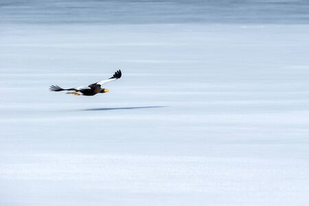 Steller's sea eagle in flight over frozen lake, Hokkaido, Japan, majestic sea raptors with big claws...