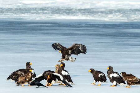 Flock of Steller's sea eagles and white-tailed eagles fighting over fish on frozen lake, Hokkaido,...