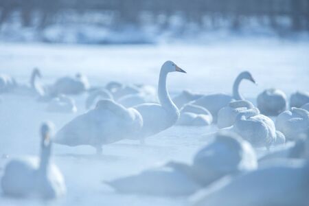 Whooper Swan or Cygnus cygnus swimming on Lake Kussharo in Winter at Akan National Park,Hokkaido,Japan, hot springs, birding adventure in Asia,beautiful elegant royal birdsの写真素材