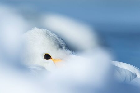 Detail of whooper Swans (Cygnus cygnus) in the Lake of Kussharo. The unique natural beauty of...