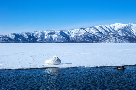 Whooper Swan or Cygnus cygnus swimming on Lake Kussharo in Winter at Akan National Park,Hokkaido,Japan, mountains covered by snow in background,birding adventure in Asia,beautiful elegant royal birdsの写真素材