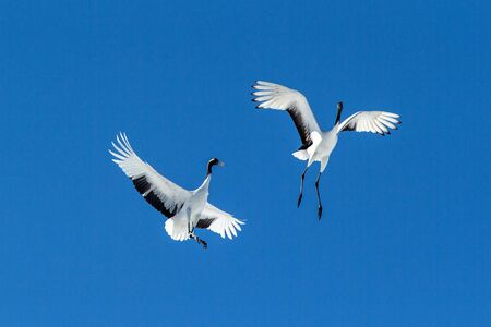 Red crowned cranes (grus japonensis) in flight with outstretched wings against blue sky, winter, Hokkaido, Japan, japanese crane, beautiful mystic national white and black birds, elegant animalの写真素材