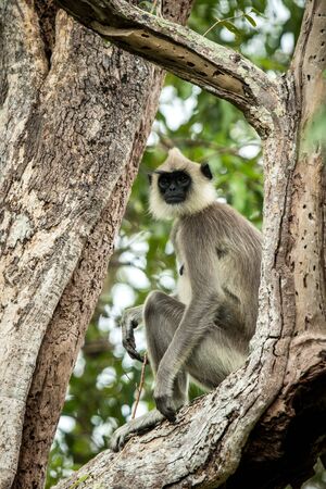 Gray langurs, sacred langurs, Indian langurs or Hanuman langurs are a group of Old World monkeys native to the Indian subcontinent, monkey sitting on tree, Sri Lanka, exotic adventure in Asiaの写真素材