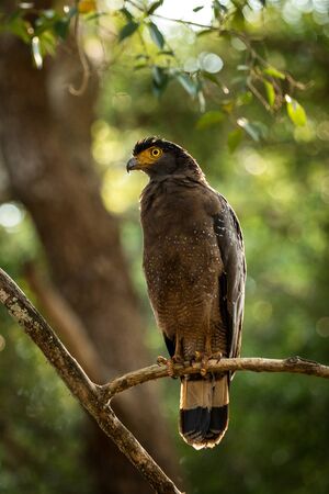 Portrait of crested Serpent Eagle perched in tree in Wilpattu National Park in Sri Lanka, close up photo, exotic birding in Asia, beautiful bird of prey with yellow eyes, tropical forest in backgroundの写真素材