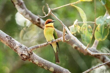 Chestnut-headed Bee-eater Merops leschenaulti perching on branch, Wilpattu, Sri Lanka, beautiful...