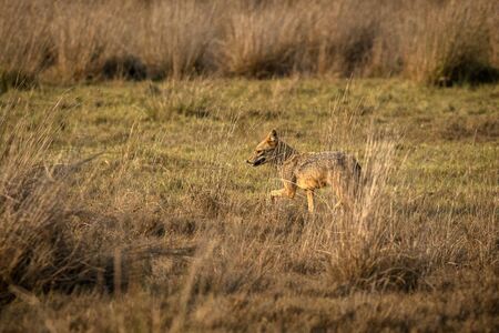 Golden Jackal, Canis aureus in the grass, Sri Lanka, Asia. Beautiful wildlife scene from nature habitat, carnivorous mammal, hunting predator, exotic adventure, safari in Wilpatu National Parkの写真素材