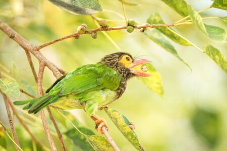 Close up green and brown Brown-headed Barbet Megalaima zeylanica feeding on fruits of palm tree with...