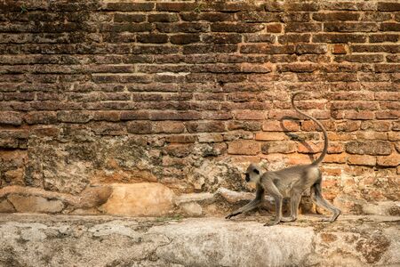 Gray langurs, sacred langurs, Indian langurs or Hanuman langurs in sacred city Anuradhapura, monkey...