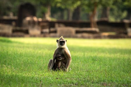 Gray langurs, sacred langurs, Indian langurs or Hanuman langurs in sacred city Anuradhapura, monkey...