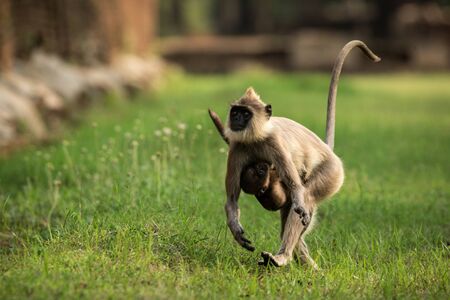 Gray langurs, sacred langurs, Indian langurs or Hanuman langurs in sacred city Anuradhapura, female monkey running on grass with her baby, Sri Lanka, exotic adventure in Asia, ancient templeの写真素材
