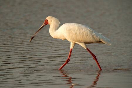 African spoonbill (Platalea alba) standing in water with reflection, Kruger National Park, South...