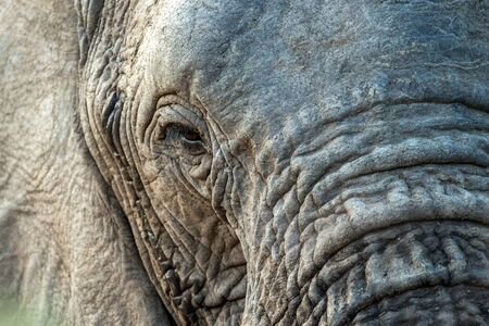Portrait of a big beautiful elephant outdoors, wild animal, safari game drive, Eco travel and...
