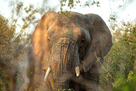 Portrait of a big beautiful elephant feeding on tree, wild animal, safari game drive, Eco travel and...