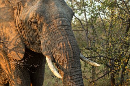 Portrait of a big beautiful elephant feeding on tree, wild animal, safari game drive, Eco travel and...