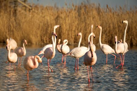 Flock of Greater flamingos (Phoenicopterus roseus), Camargue, France, Pink birds, wildlife scene...