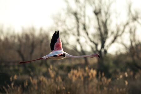 Flying Greater flamingo (Phoenicopterus roseus),Camargue, France, Pink bird on the blue sky at sunrise.Nature travel in France.Flying Greater Flamingo, mediterranean vacation, vegetation in backgroundの写真素材