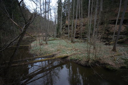 Peklo, Czechia - March 26, 2022: snowflakes in springのeditorial素材