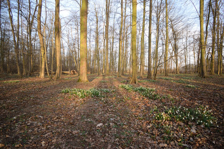 Budyne nad Ohri, Czechia - March 20, 2022: forrest with spring snowflakeのeditorial素材