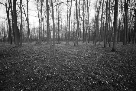 Pisty, Czechia - March 20, 2022: forrest with spring snowflakeのeditorial素材