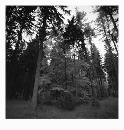 Reitzenhain, Germany - May 16, 2022: spring forest in Ore mountainsのeditorial素材