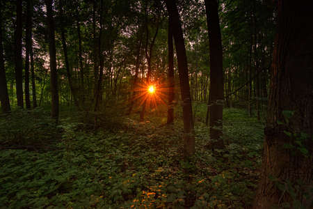 sun at sunset in forestの写真素材